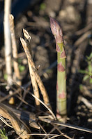 asparagus